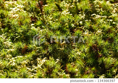 京都一座寺廟花園裡的苔蘚 134366397