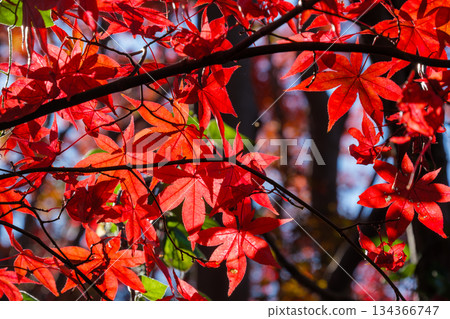 Shine of Maple Shine of Maple 134366747