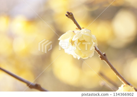 帶有黃色散景的冬青花 帶有黃色散景的冬青花 134366902
