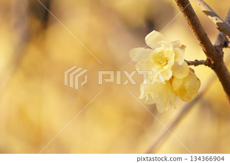 黃色背景上的冬青花 黃色背景上的冬青花 134366904