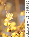 Wintersweet flowers: Yellow flowers that herald the arrival of spring 134366910