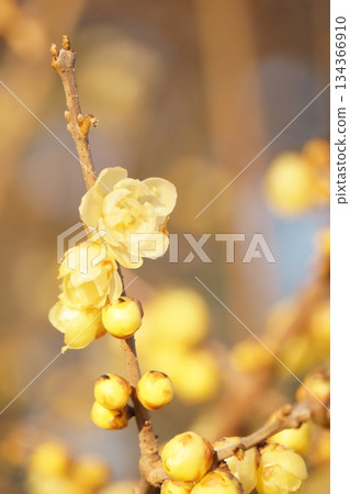 Wintersweet flowers: Yellow flowers that herald the arrival of spring 134366910