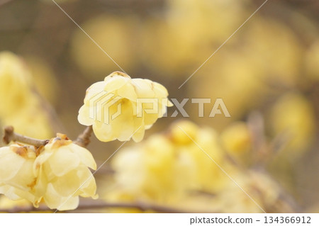 Flower blooming in early spring Rubai Flower blooming in early spring Rubai 134366912
