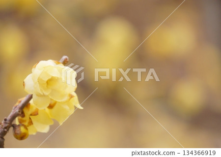 可愛的黃色花朵,冬青花 可愛的黃色花朵,冬青花 134366919