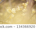 Wintersweet flowers with a pale yellow blur 134366920