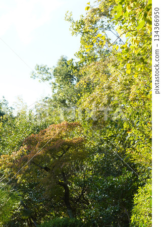 Maple trees beginning to change color in Ohara, Kyoto Maple trees beginning to change color in Ohara, Kyoto 134366950