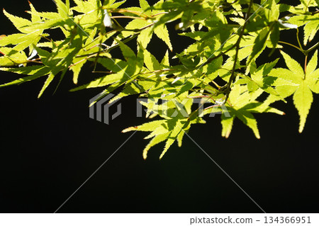 京都寺廟裡的綠葉 京都寺廟裡的綠葉 134366951