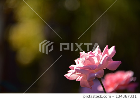 Roses and autumn leaves at the theme park 134367331