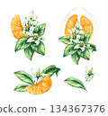 Pomelo citrus fruit watercolor hand painted 134367376