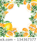 Pomelo citrus fruit watercolor hand painted 134367377