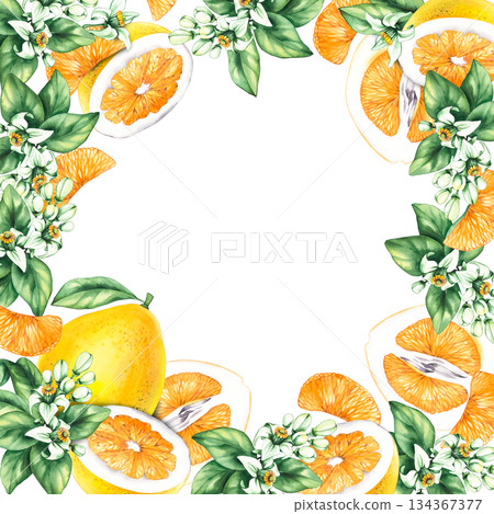Pomelo citrus fruit watercolor hand painted Pomelo citrus fruit watercolor hand painted 134367377