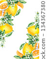 Pomelo citrus fruit watercolor hand painted 134367380