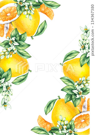 Pomelo citrus fruit watercolor hand painted 134367380