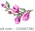 Watercolor bouquet magnolia and gold decorative illustration 134367382