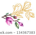 Watercolor bouquet magnolia and gold decorative illustration 134367383