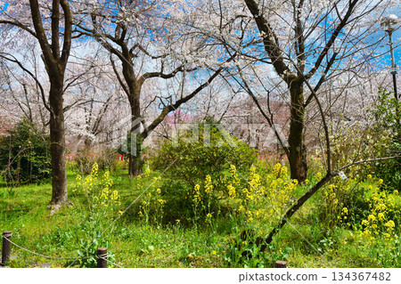 京都平野神社櫻園(京都府京都市北區) 京都平野神社櫻園(京都府京都市北區) 134367482