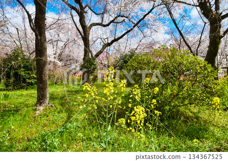Sakuraen (Cherry Blossom Garden) at Hirano Shrine, Kyoto (Kita Ward, Kyoto City, Kyoto Prefecture) Sakuraen (Cherry Blossom Garden) at Hirano Shrine, Kyoto (Kita Ward, Kyoto City, Kyoto Prefecture) 134367525