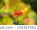 Roses and autumn leaves at the theme park 134367562