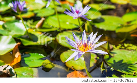 Enchanting Water Lilies A Serene Pond Scene with Vibrant Blooms and Lush Pads. Nature s Beauty Enchanting Water Lilies A Serene Pond Scene with Vibrant Blooms and Lush Pads. Nature s Beauty 134367632