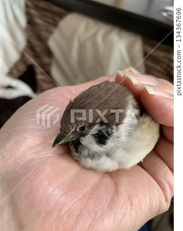 A sparrow chick gazing at the palm of your hand A sparrow chick gazing at the palm of your hand 134367696