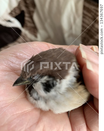 一隻麻雀幼鳥睡在你手掌裡 一隻麻雀幼鳥睡在你手掌裡 134367697
