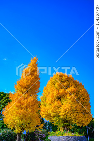 銀杏（北之丸公園） 134367707