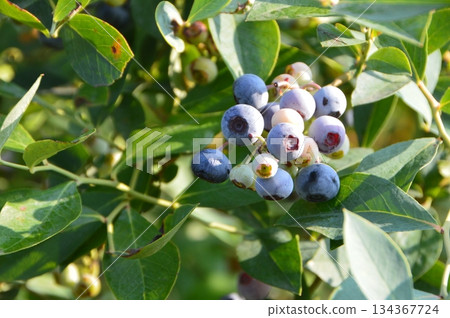 Blueberries (Misato Town, Kodama District, Saitama Prefecture) Blueberries (Misato Town, Kodama District, Saitama Prefecture) 134367724