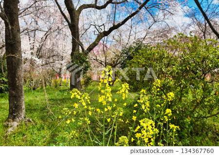 Sakuraen (Cherry Blossom Garden) at Hirano Shrine, Kyoto (Kita Ward, Kyoto City, Kyoto Prefecture) 134367760
