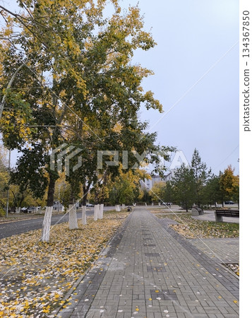 Explore the tranquility of an autumn stroll through an urban park. Colorful trees and falling leaves create a picturesque scene, perfect for showcasing the beauty of fall in city life. 134367850