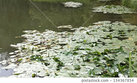 A picturesque scene of yellow pond lilies blooming amidst lush greenery on a serene body of water. The tranquil setting evokes a sense of peace and natural beauty. Ideal for nature-themed projects. 134367854