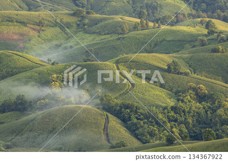 Landscape of Morning Mist with Mountain Layer. mountain ridge and clouds in rural jungle bush forest Landscape of Morning Mist with Mountain Layer. mountain ridge and clouds in rural jungle bush forest 134367922