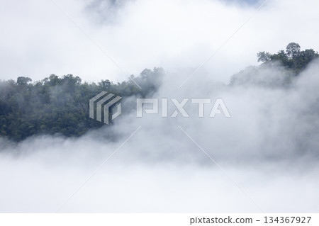 Landscape of Morning Mist with Mountain Layer. mountain ridge and clouds in rural jungle bush forest Landscape of Morning Mist with Mountain Layer. mountain ridge and clouds in rural jungle bush forest 134367927