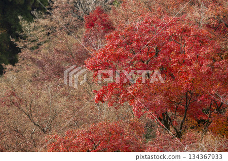 Autumn leaves of red color maple tree, fall season change 134367933