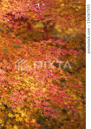 Autumn leaves of red color maple tree, fall season change Autumn leaves of red color maple tree, fall season change 134367935