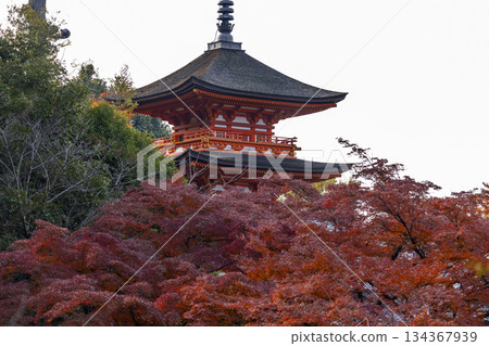 Sunrise over Sanjunoto pagoda and Kiyomizu-dera Temple in the autumn season, Kyoto, Japan Sunrise over Sanjunoto pagoda and Kiyomizu-dera Temple in the autumn season, Kyoto, Japan 134367939