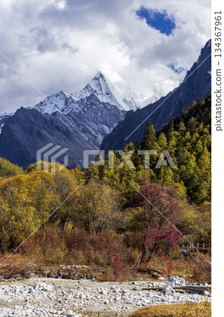 Colorful in autumn forest and snow mountain at Yading nature reserve, The last Shangri la 134367961
