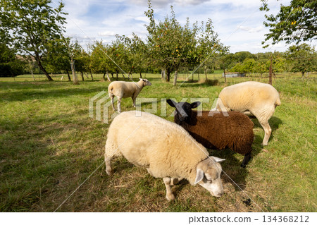 Calm sheep herd scattered across expansive orchard fields 134368212