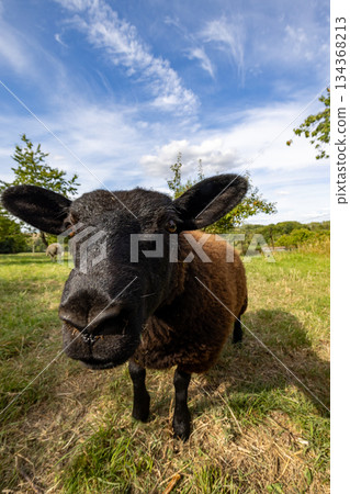 Detailed image showcasing sheep with expressive face outdoors 134368213
