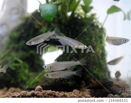 A group of wild medaka fish 134368331