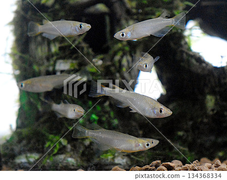 A group of wild medaka fish 134368334