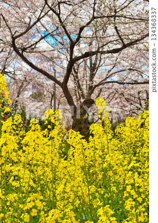 京都平野神社的櫻園:櫻花與油菜花的美麗交相輝映(京都府京都市北區) 京都平野神社的櫻園:櫻花與油菜花的美麗交相輝映(京都府京都市北區) 134368337