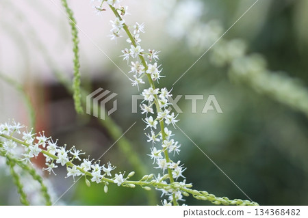 岡川龜花，白色花朵，赤坂，長花穗，岡川龜花開成穗狀，由許多白色小花組成 134368482