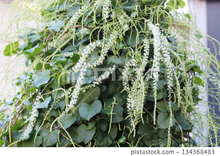 岡川龜花，白色花朵，赤坂，長花穗，岡川龜花開成穗狀，由許多白色小花組成 134368483
