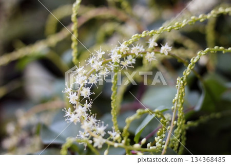 Okawakame flowers, white flowers, Akazakazura, long flower spikes, Okawakame flowers that bloom in spikes of small white flowers 134368485