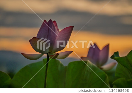 A pure lotus photographed at a lotus pond in Kumiyama Town, Kuze District, Kyoto Prefecture 134368498