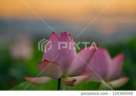 A pure lotus photographed at a lotus pond in Kumiyama Town, Kuze District, Kyoto Prefecture 134368509