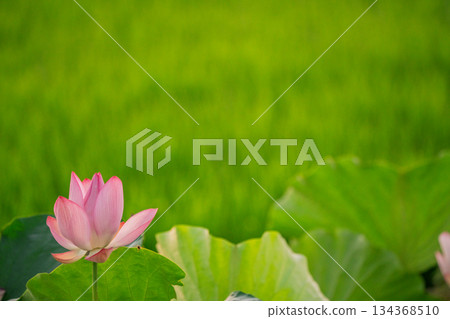 A pure lotus photographed at a lotus pond in Kumiyama Town, Kuze District, Kyoto Prefecture 134368510