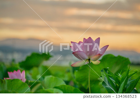 在京都府久世郡久宮山町的荷塘中拍攝到的一朵純淨的蓮花。 134368523
