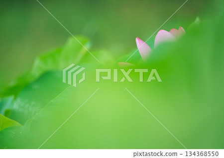 A pure lotus photographed at a lotus pond in Kumiyama Town, Kuze District, Kyoto Prefecture 134368550