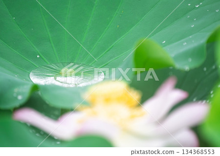 A pure lotus photographed at a lotus pond in Kumiyama Town, Kuze District, Kyoto Prefecture 134368553